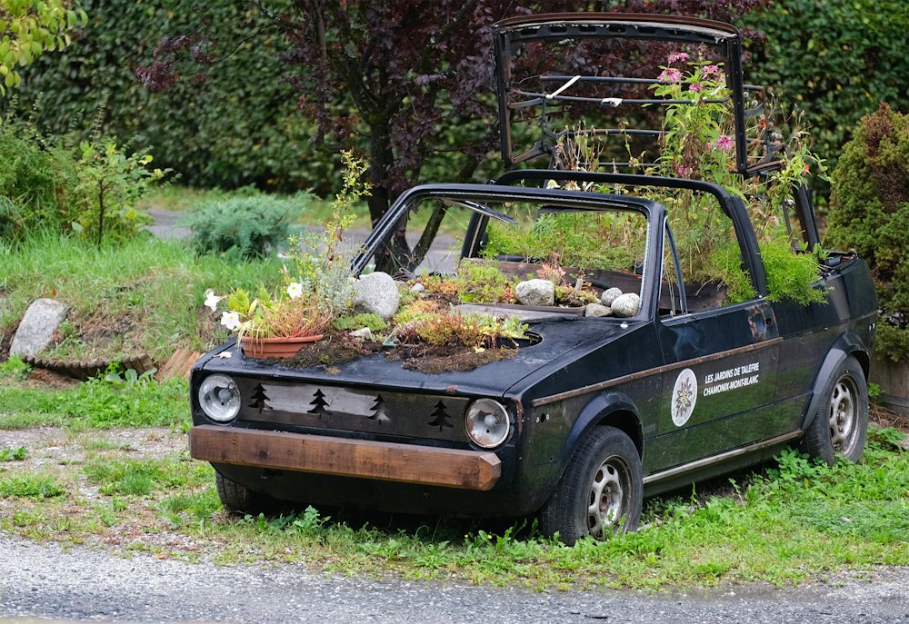 An old car with plants growing through it